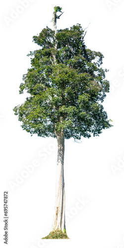 The tree is completely separated from the white ba background Scientific name Bauhinia purpurea	