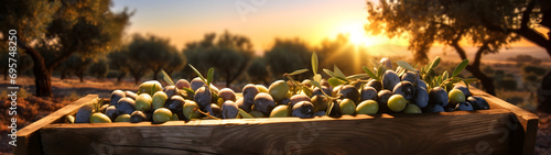Olives harvested in a wooden box in a plantation with sunset. Natural organic fruit abundance. Agriculture, healthy and natural food concept. Horizontal composition, banner.