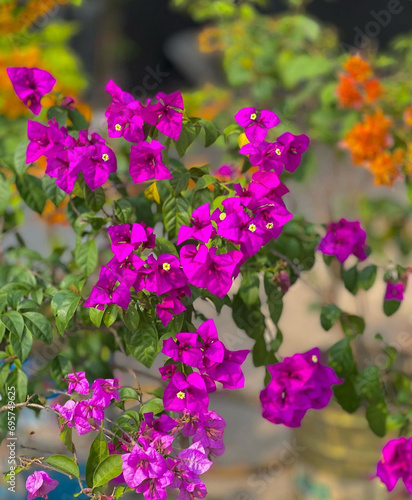 Beautiful Purple color flowers 