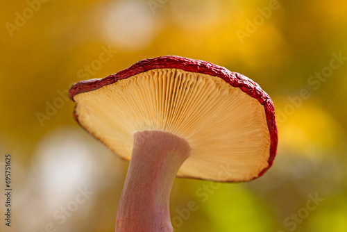 Gooseberry russula (Russula queletii) is a common, inedible, Russula mushroom found growing in groups, predominantly in spruce and pine forests.