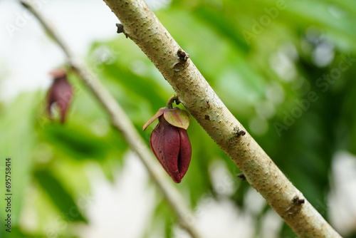 The Empalis (Goniothalamus macrophyllus) is small tree that is native to Singapore. photo