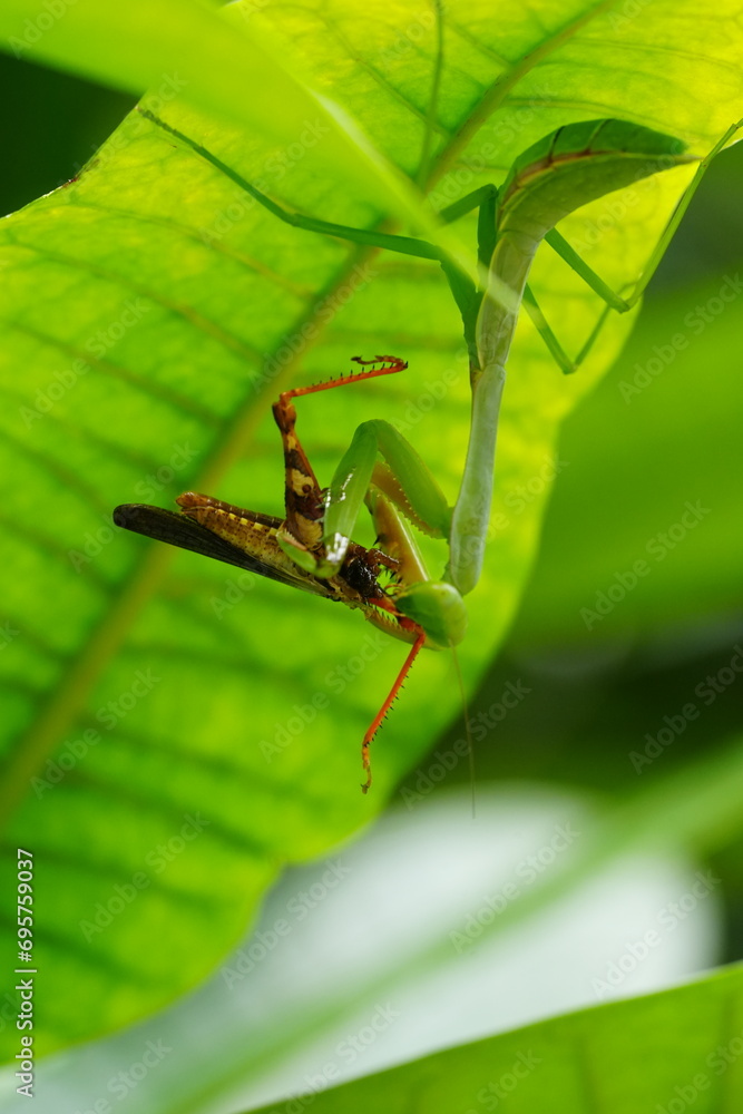 The Carolina mantis, scientifically known as Stagmomantis carolina, is