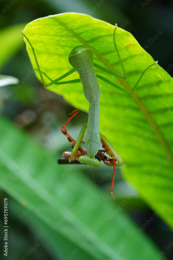 The Carolina mantis, scientifically known as Stagmomantis carolina, is