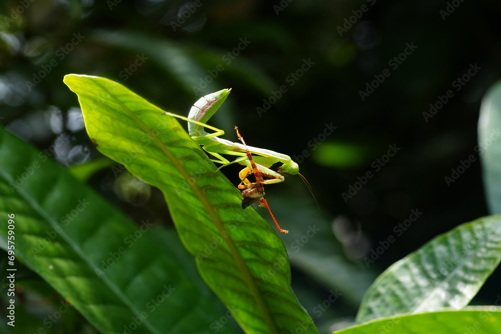 Fototapeta premium The Carolina mantis, scientifically known as Stagmomantis carolina, is a species of praying mantis native to North America.|卡罗来纳螳螂