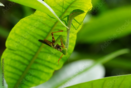 The Carolina mantis, scientifically known as Stagmomantis carolina, is a species of praying mantis native to North America.|卡罗来纳螳螂 photo