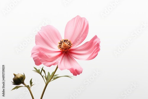 A beautiful pink flower against a clean white background. Perfect for adding a pop of color to any design project
