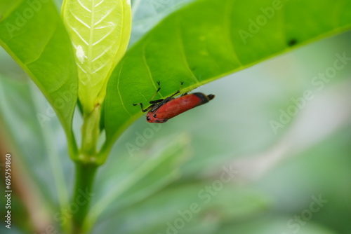 Bothrogonia addita is a species of leafhopper in the family Cicadellidae. Leafhoppers are small, agile insects known for their plant-feeding habits and their ability to jump great distances relative  photo