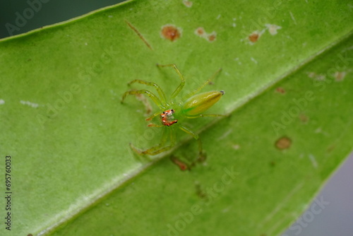 Lyssomanes viridis, commonly known as the Magnolia green jumper or green jumping spider, is a species of small arachnid found in the southeastern United States and parts of Central America.  綠蜘蛛 photo