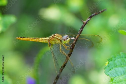 The Wandering Glider (Pantala flavescens) is a species of dragonfly known for its incredible long-distance migrations, making it one of the most widely distributed dragonflies in the world.|黃蜻