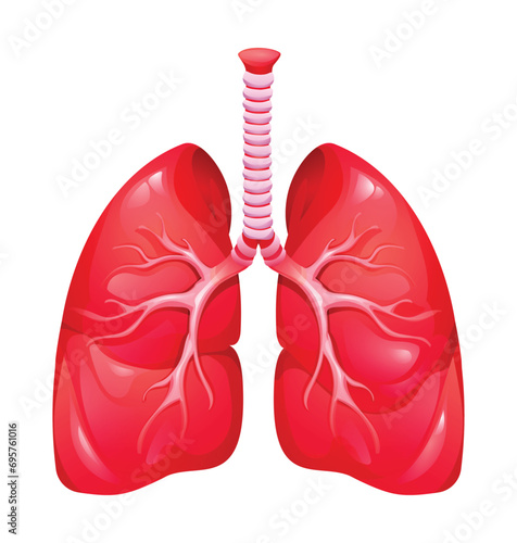 Human lungs. Anatomy of respiratory organ system. Vector illustration isolated on white background