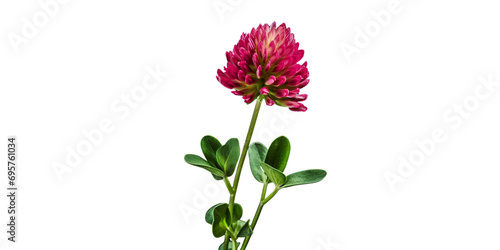 red clover Artificial Intelligence Generative
