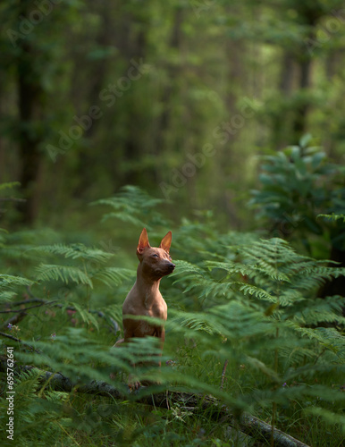 An American Hairless Terrier sits amidst lush ferns in the forest. The dog thoughtful gaze blends with the deep greenery. © Anna Averianova