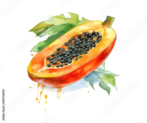 Watercolor papaya. Vector illustration design.