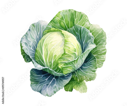 Cabbage. Hand drawn watercolor. Vector illustration design. photo