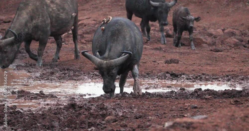 Water Buffalos With Red-billed Oxpecker Birds On Their Backs In Kenya, East Africa. Static Shot Water Buffalos With Red-billed Oxpecker Birds On Their Backs In Kenya, East Africa. Static Shot