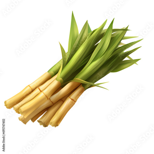 Bamboo isolated on transparent background