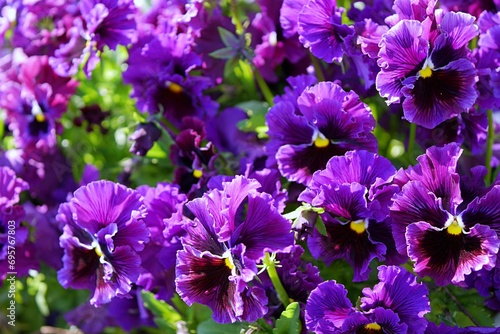 紫色のフリルパンジー20220403