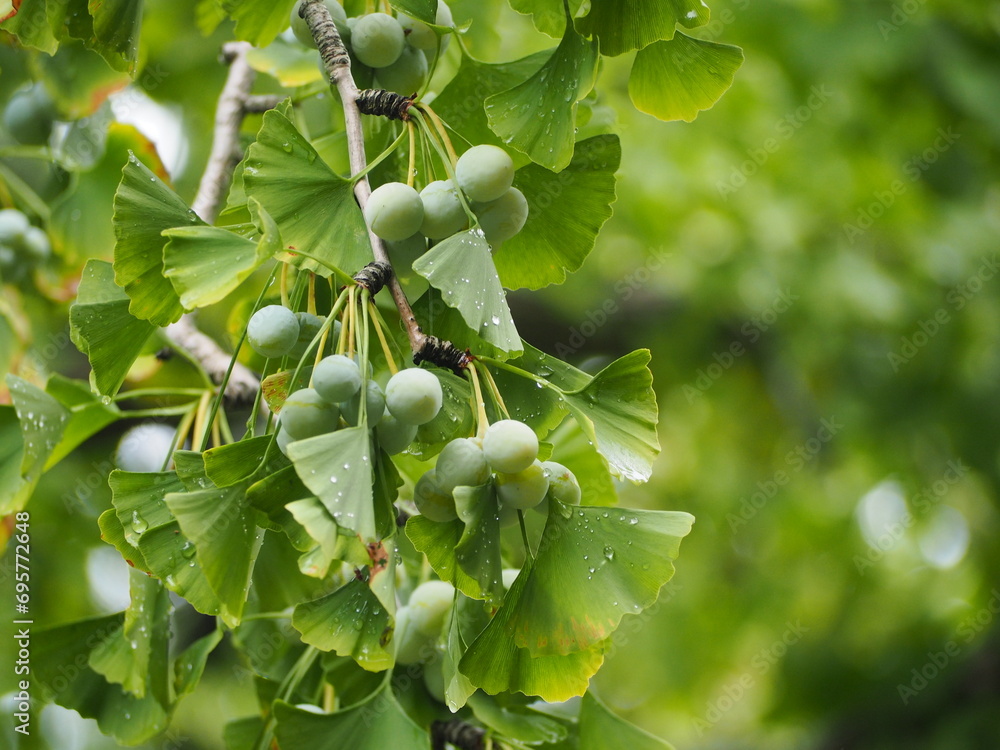 まだ青い銀杏の実