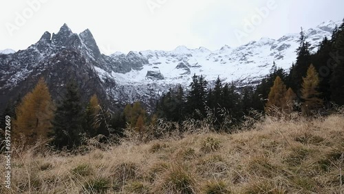 Mountain panorama with pine trees and snow-capped peaks, Pizzo Ligoncio seen from the Onio refuge in the Oro Valley, Val Masino.