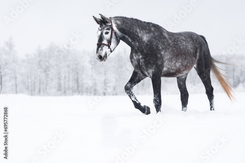 beautiful grey horse in bridle walking through the snow in winter