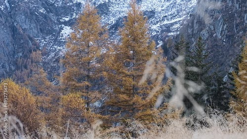 Mountain panorama with pine trees and snow-capped peaks, Pizzo Ligoncio seen from the Onio refuge in the Oro Valley, Val Masino.