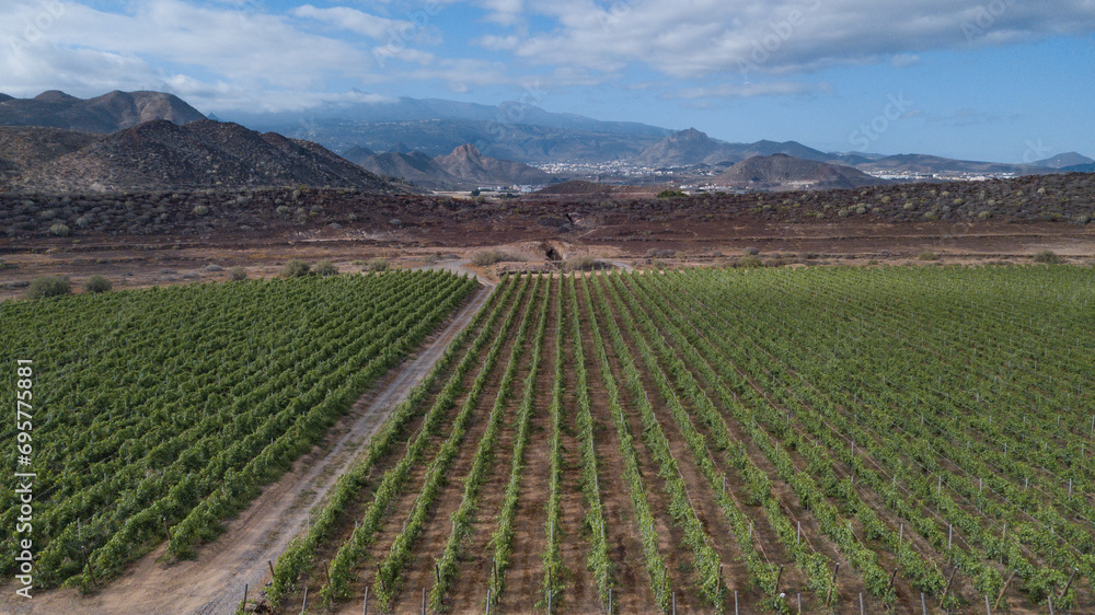 Tenerife vineyard panorama from drone. Beautiful landscape of stright rows, lines pattern, blue sky and mountains Tenerife vineyard panorama from drone. Beautiful landscape of stright rows, lines pattern, blue sky and mountains