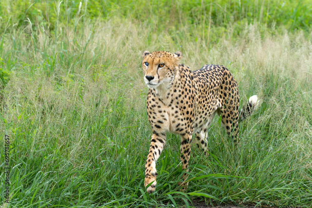 Fototapeta premium Cheetah (Acinonyx jubatus) searching for prey in Mkuze Falls Game Reserve near the Mkuze River in South Africa
