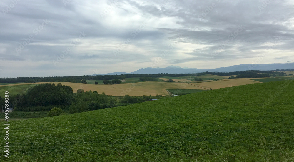 furano field in japan