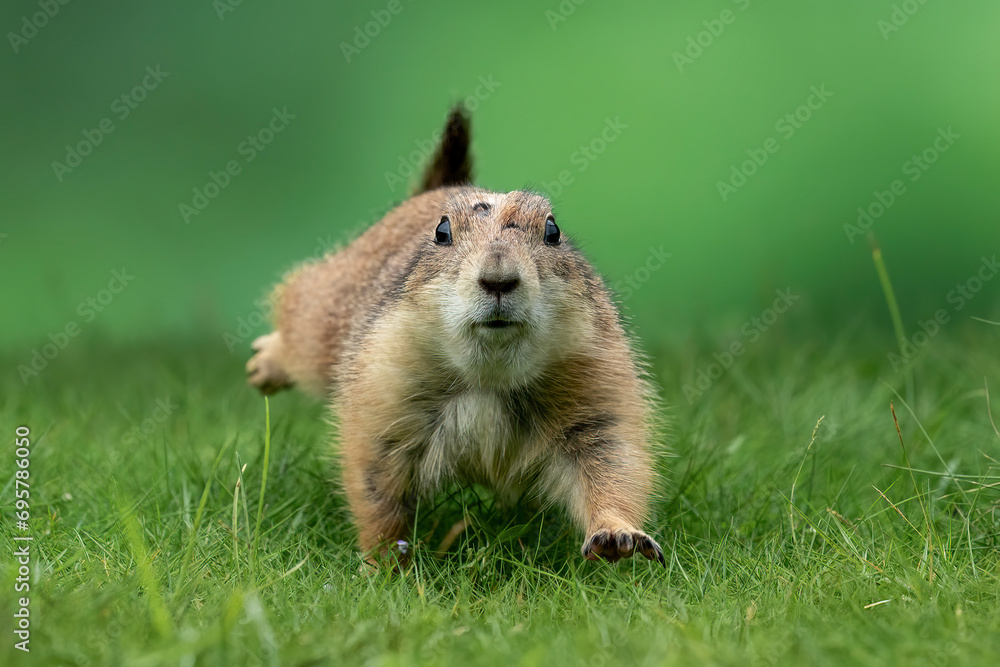 Fototapeta premium Prairie dog (Cynomys) is native to the grasslands of North America.