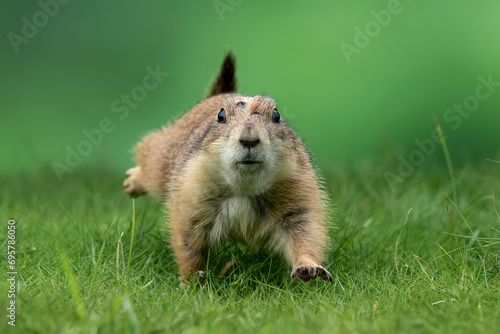 Prairie dog (Cynomys) is native to the grasslands of North America. photo
