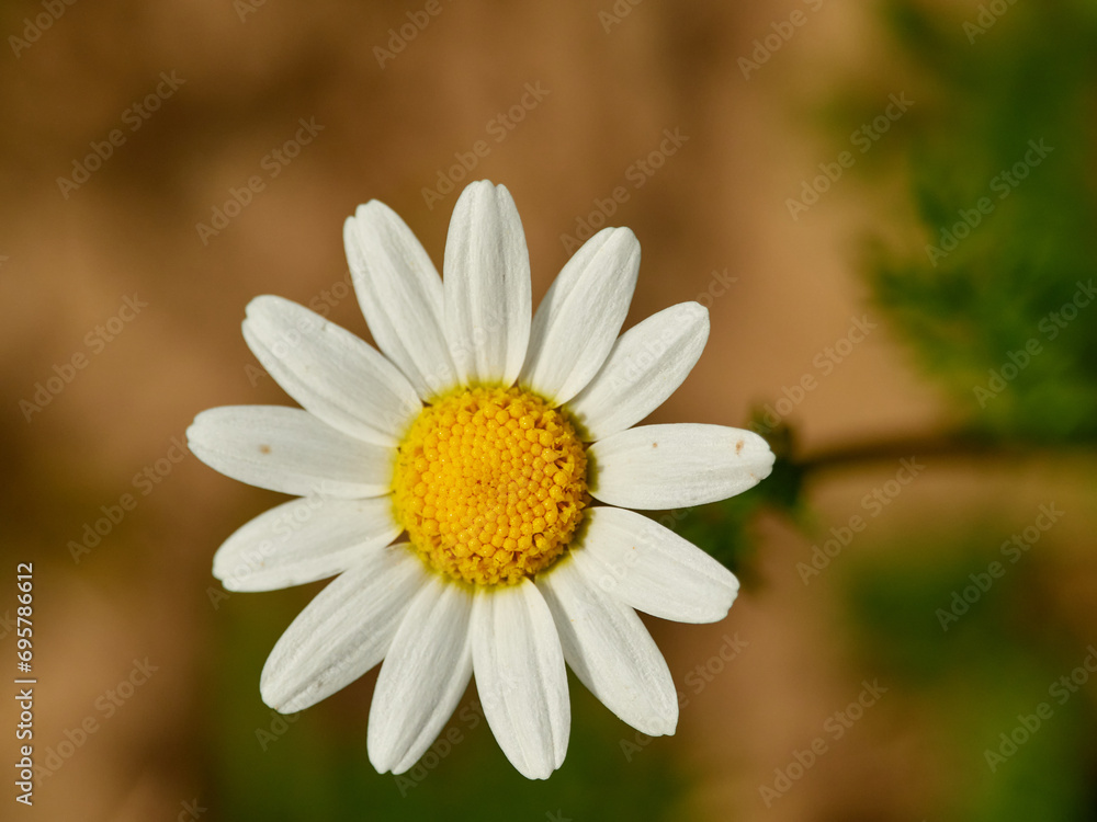 Live wildflowers in a natural environment. Live wildflowers in a natural environment.