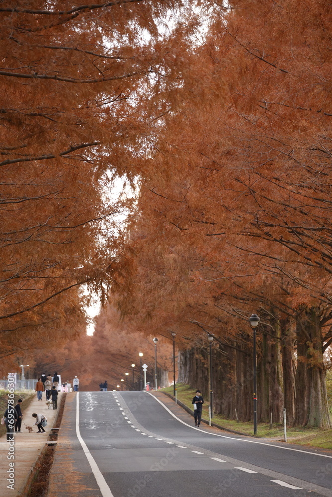 滋賀県のメタセコイア並木