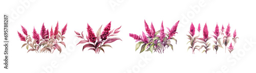 Watercolor amaranth plant clipart for graphic resource. Vector illustration design. photo