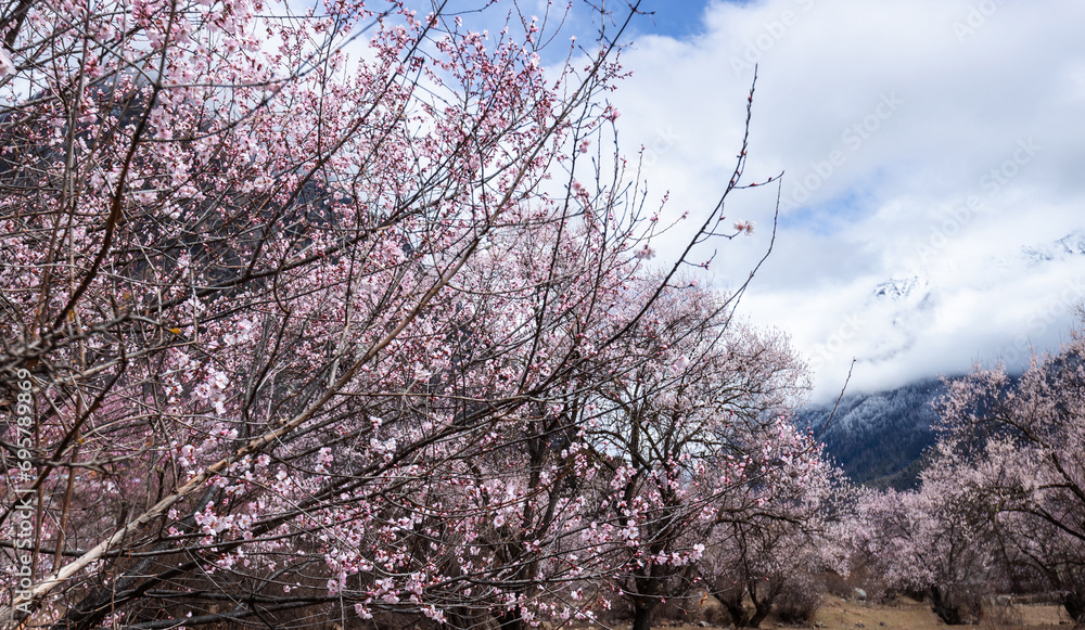 Blooming peach flowers in spring tibet,China Blooming peach flowers in spring tibet,China