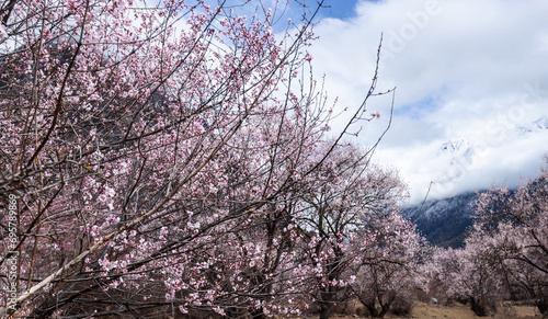 Blooming peach flowers in spring tibet,China