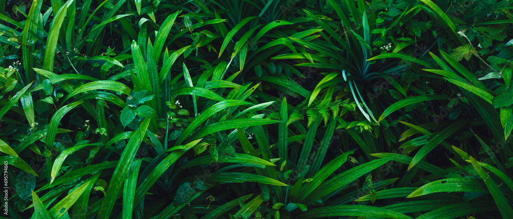 Fototapeta premium Pandan leaf grow in tropical forest