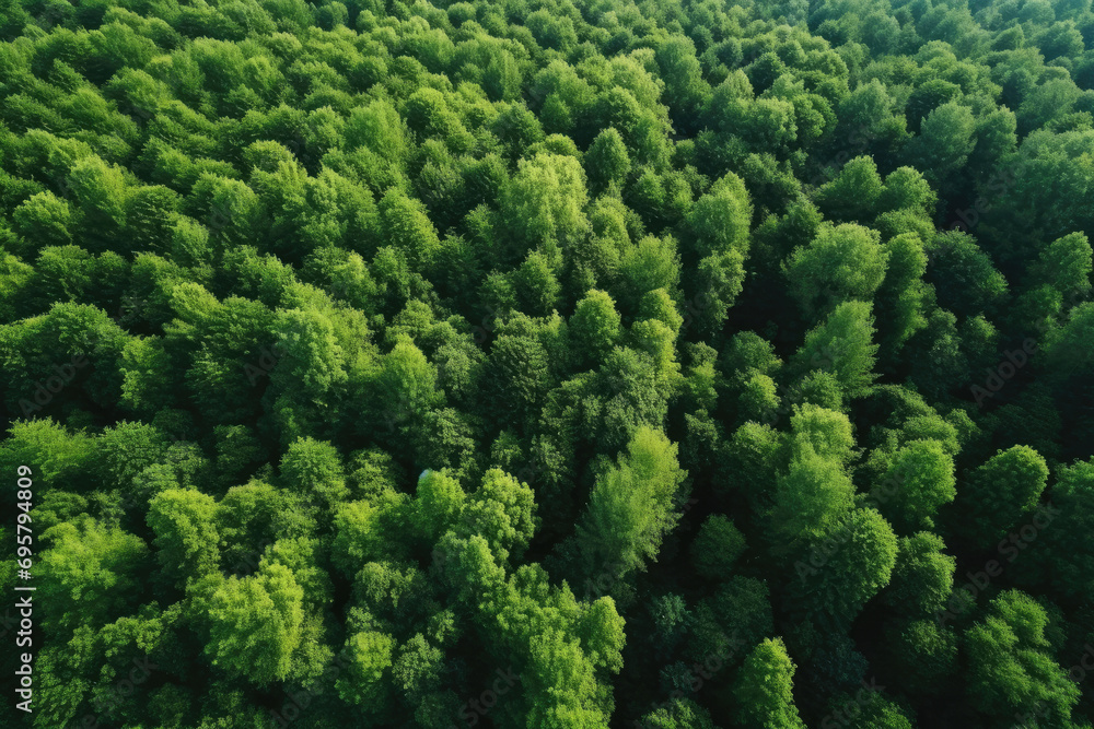 Aerial top view of green trees in forest. Drone view of dense green