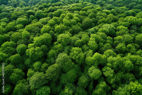 Drone view of a dense forest, illustrating concepts of carbon neutrality and a green environment photo