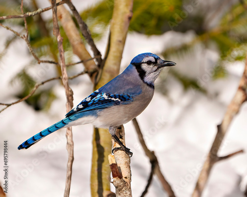 Blue Jay Photo and Image. Close-up profile side view perched on a branch against a winter backdrops in its environment and habitat surrounding.