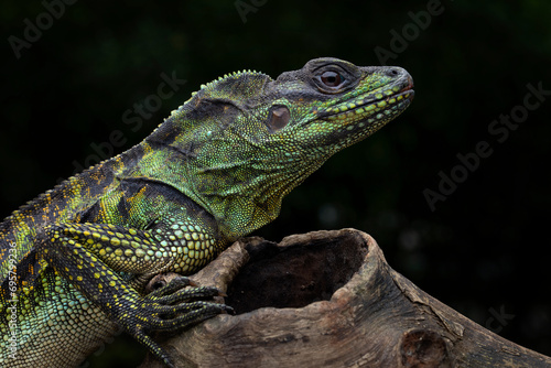 The Hydrosaurus weberi or Sailfin Dragons or Weber s Sailfin Lizards. The species is endemic to Indonesia.
