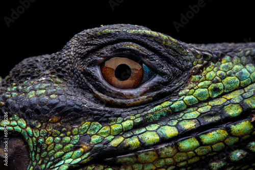 Closeup head of Hydrosaurus weberi or Sailfin Dragons or Weber's Sailfin Lizards. The species is endemic to Indonesia. photo