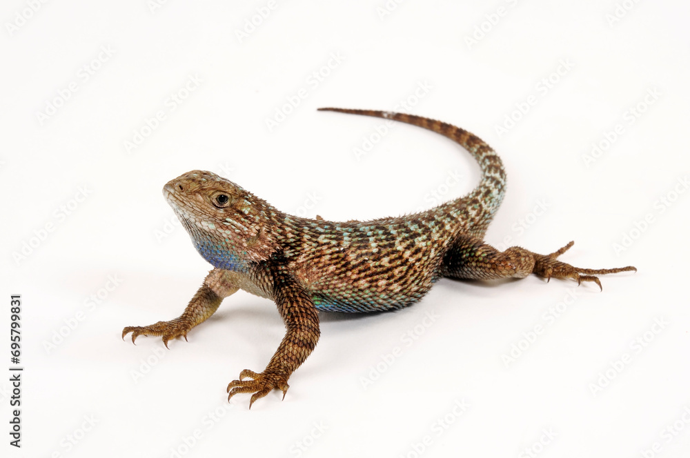 Fototapeta premium Westlicher Stachelleguan // Western fence lizard (Sceloporus occidentalis) - USA