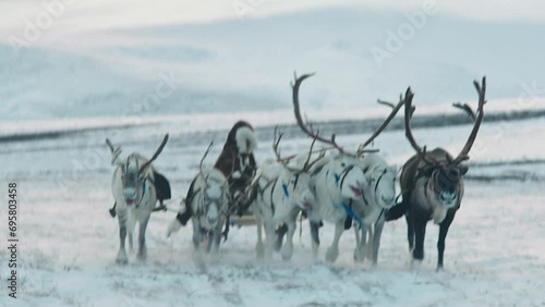 Slowmotion of a majestic reindeer walking calmy in a snowy forest among other reindeer in Lapland Finland.Reindeer running in a snowy forest among other reindeer in Lapland Finland photo