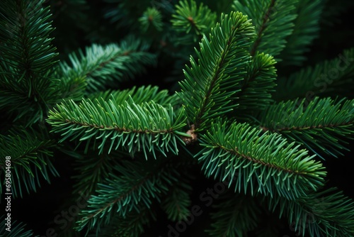 Exquisite Details Of Native Christmas Tree Foliage And Branches