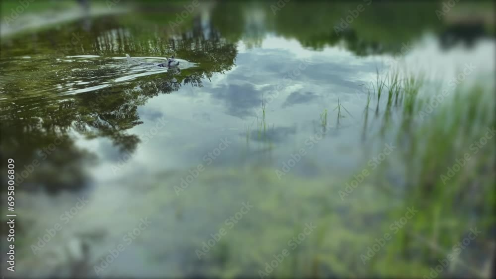 Husky dog swims in the lake, slow motion. Husky dog swims in the lake, slow motion.