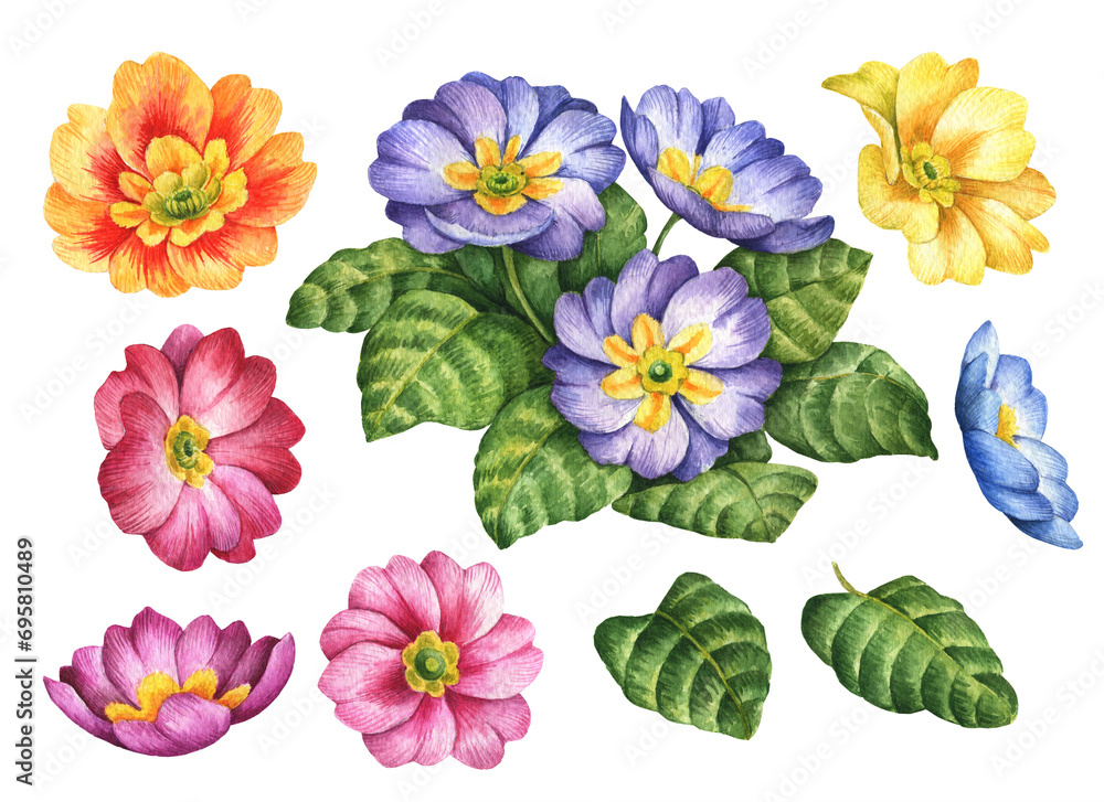 Watercolor primrose set, hand painted floral illustration, spring flowers isolated on a white background. - obrazy, fototapety, plakaty 