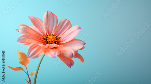 beautiful large pink flower with large petals with a stem on a soft blue background