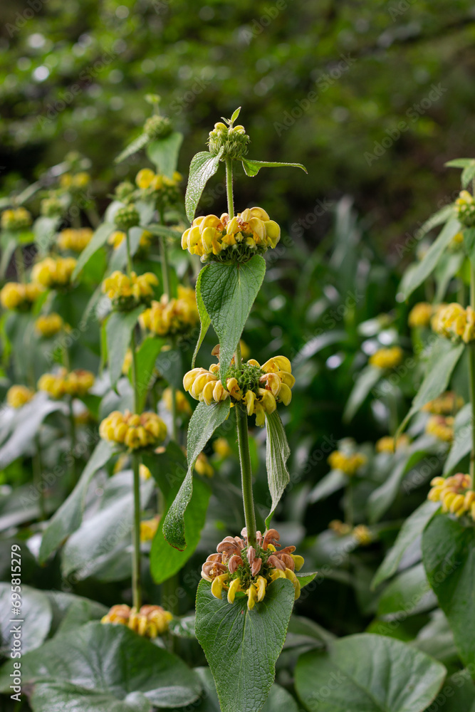 Obraz premium yellow flowers in the garden
