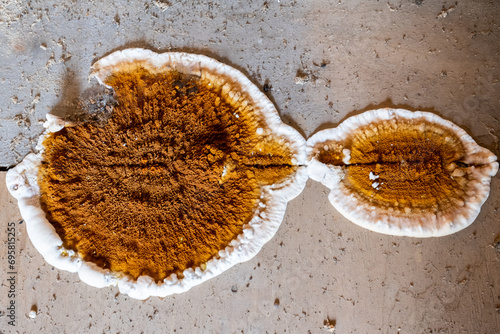 Big home destructive fungus or Serpula lacrymans on the floor of the residential building.