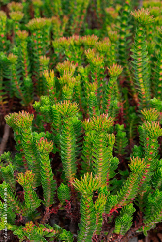 Hebe buxifolia photo